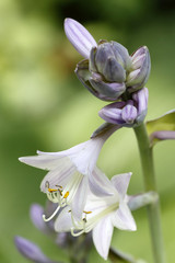 Fototapeta premium Funken-Blüte
