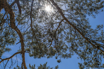 Early morning fog with sunrise behind trees in the Forest