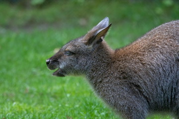bennett k&auml;nguru