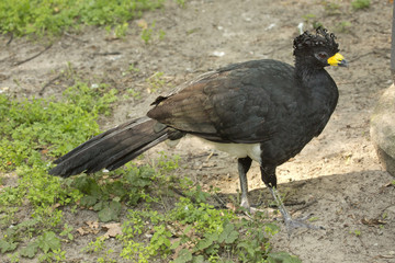  Bare-faced curassow (Crax fasciolata).