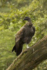  Andean condor (Vultur gryphus) .