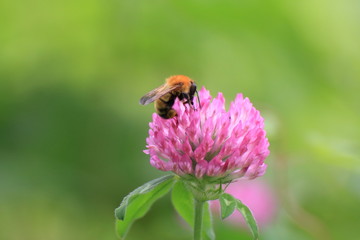 紫詰草の蜜を吸うミツバチ