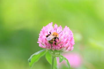 紫詰草の蜜を吸うミツバチ