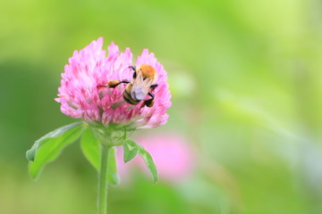 紫詰草の蜜を吸うミツバチ