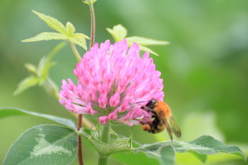 紫詰草の蜜を吸うミツバチ