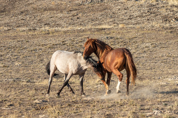Wild Horse Stallions Fighting