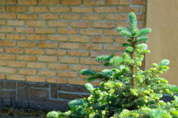 Shrubs green in the garden . Shrubs near footpath