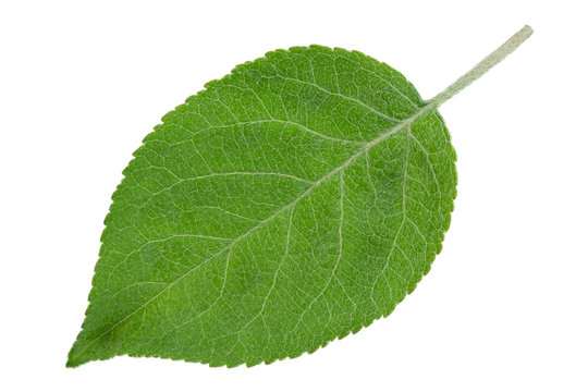 Apple fruit closeup leaf