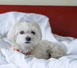 Maltese dog in bed