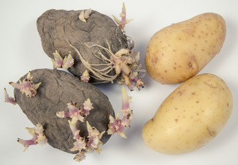 Rotten old sprouting potatoes on a light background.
