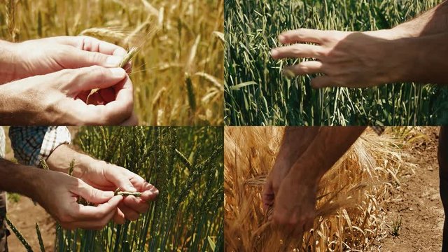 Cereal crops farming multiple screen video