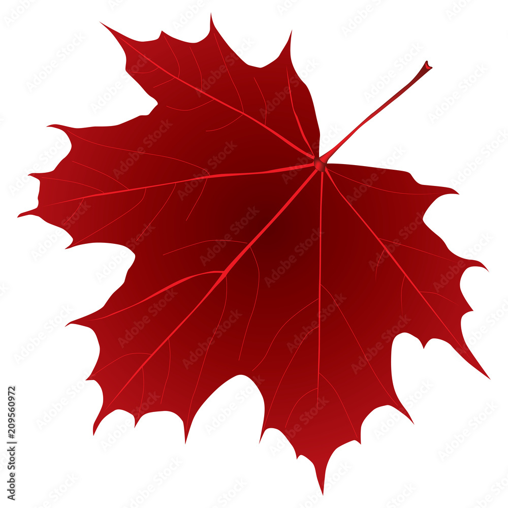 Wall mural dark red maple leaf