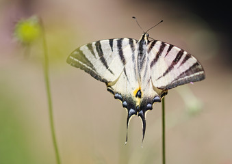 batterfly on a flower