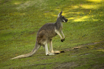 Naklejka na ściany i meble Red kangaroo (Macropus rufus).