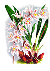 Illustration of orchid