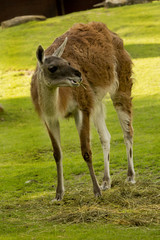 Guanaco (Lama guanicoe).
