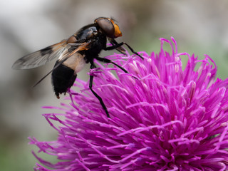 Volucella Pellucens