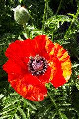  bees collect nectar on a red poppy flower