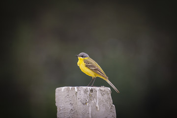 Two American goldfinch standing on twigs