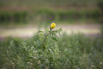 Two American goldfinch standing on twigs