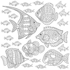 Collection of tropical fishes. Coloring Page. Colouring picture. Adult Coloring Book idea. 