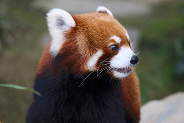 Fototapeta premium little brown red panda 