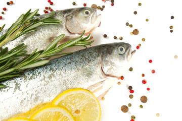 river trout isolated on white background