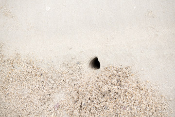 The hole was dug by crabs to nest in the sand by the sea