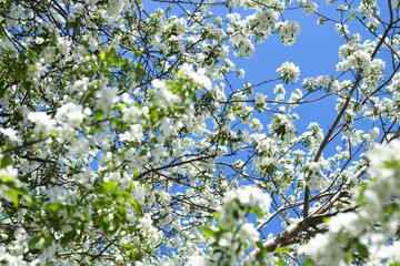 Apple blossoms. Background