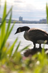 Goose by the River