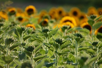 Behind the Sunflowers