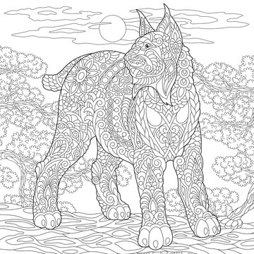 Wildcat. Lynx. Bobcat. Coloring Page. Colouring picture. Adult Coloring Book idea. 