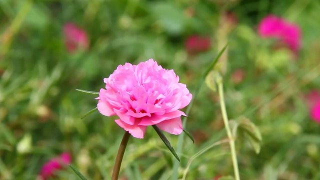 Moss rose blooming in chiangmai Thailand 