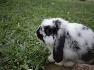 Naklejka premium Portrait of a Black and white rabbit