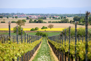 Fototapeta na wymiar Alsatian wine route