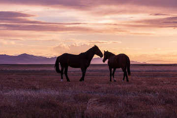 Fototapeta na wymiar Wild Horses at Sunset in the Desert