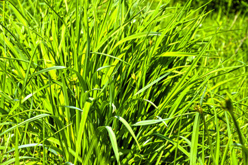 juicy green grass, natural forest background