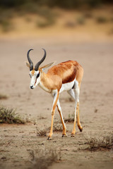 The springbok (Antidorcas marsupialis) adult male in the desert. Antelope on the sand.