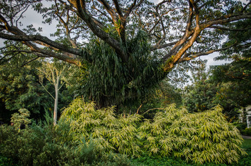 Fototapeta premium Singapour - Parcs et Jardins
