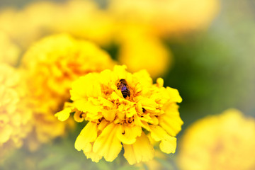 Bee on marigold flower blooming in the garden