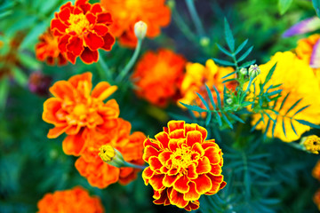 Close up of beautiful Marigold flower blooming
