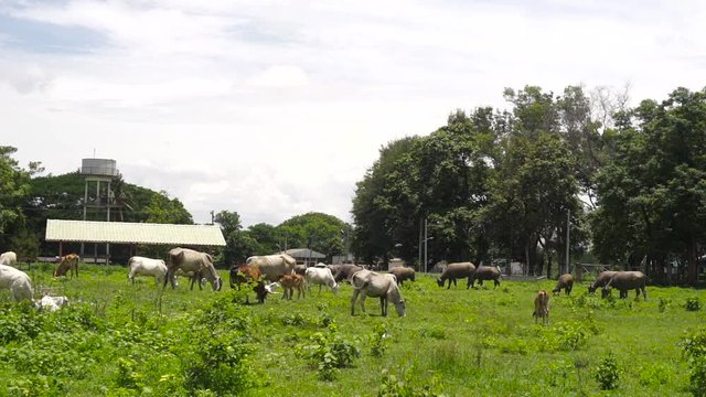 The herd is feeding grass near the wind turbine fild