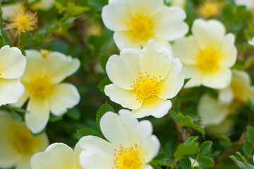dogrose.Blooming wild rose Bush with white flowers