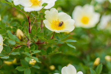dogrose.Blooming wild rose Bush with white flowers