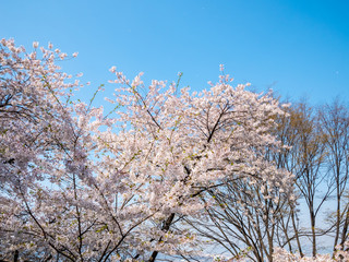 Cherry blossom at Namsan park, Seoul, South Korea.Blue sky background in summer season.