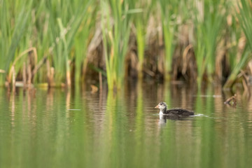Common Coot, Fulica atra, one young bird swimming alone in green surroundings in a pond.