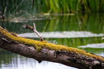 Moss on Tree Trunk by River