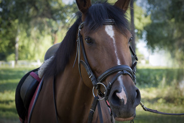 Obraz premium Beautiful red horse with long mane portrait in motion