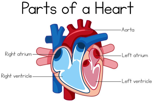 parts of heart diagram
