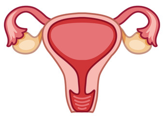 Diagram of a females uterus